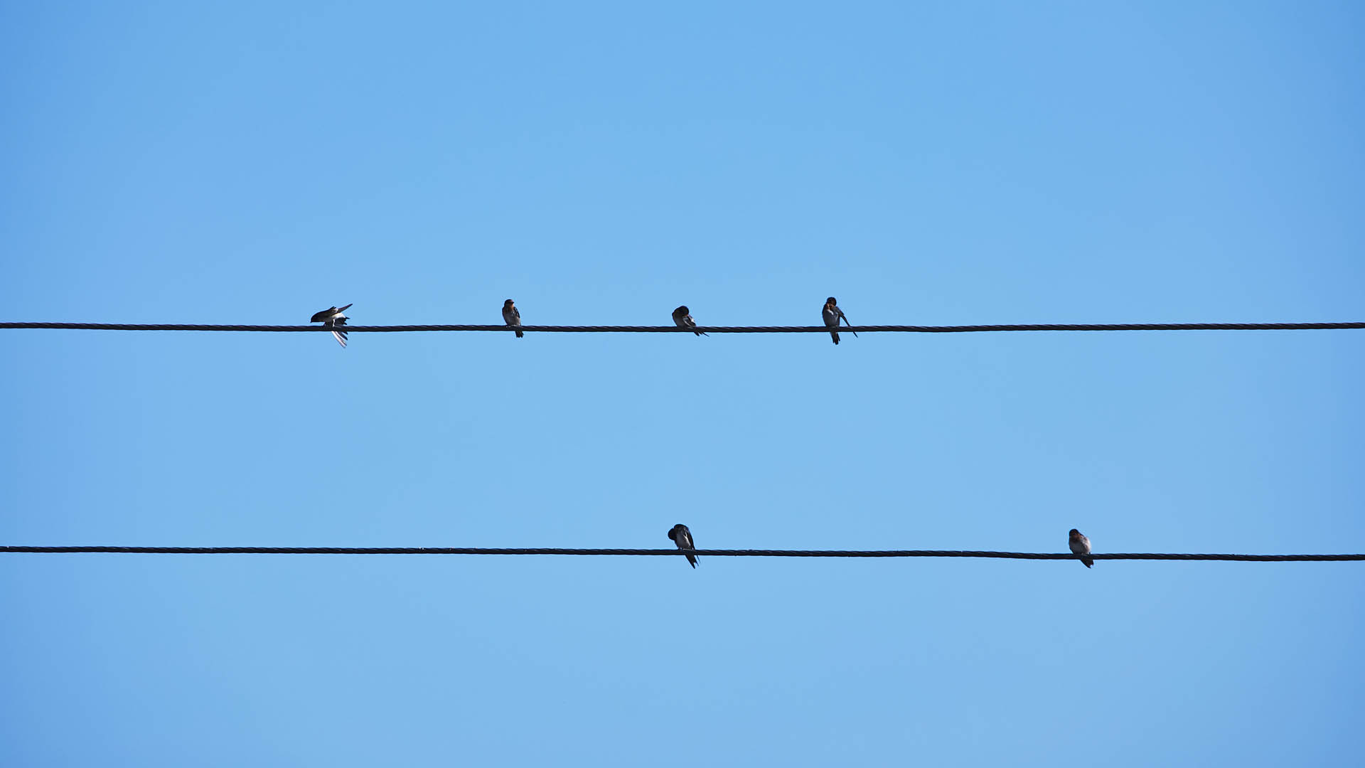 Birds at Boyne Smelters