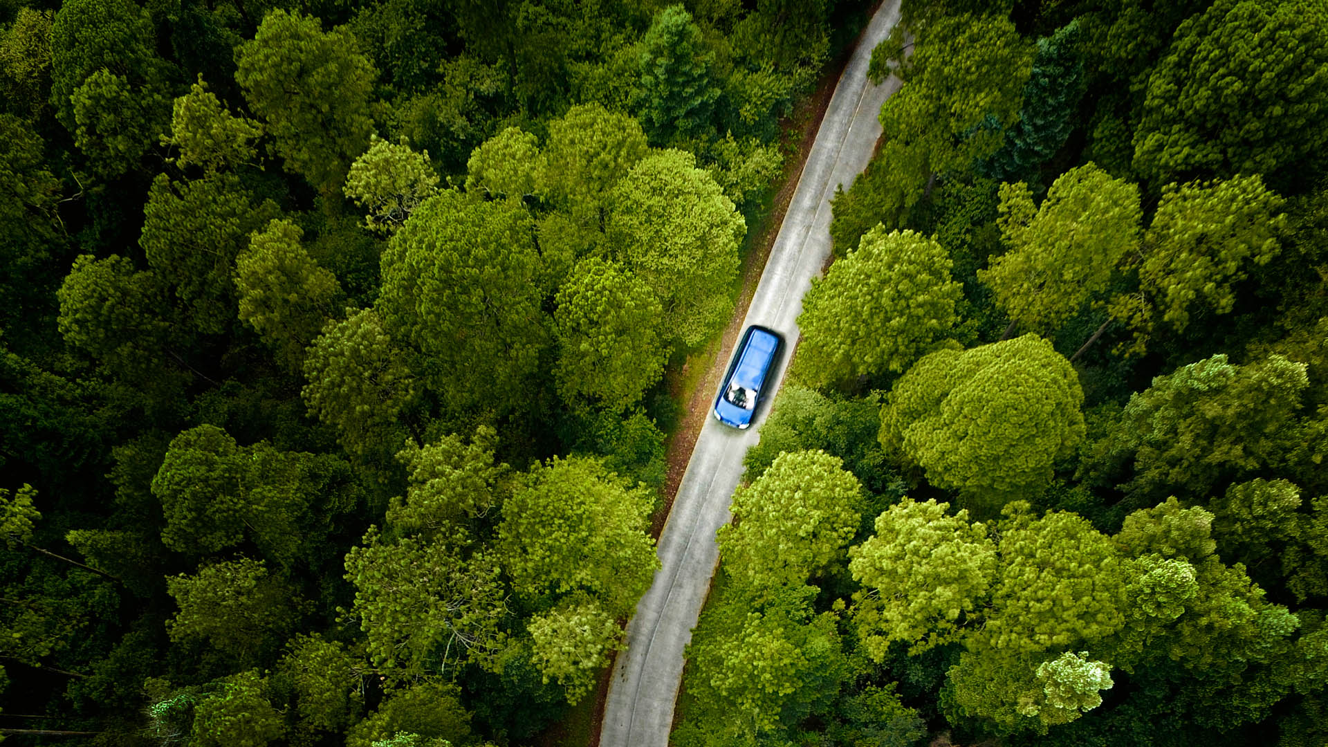 Car driving through forest