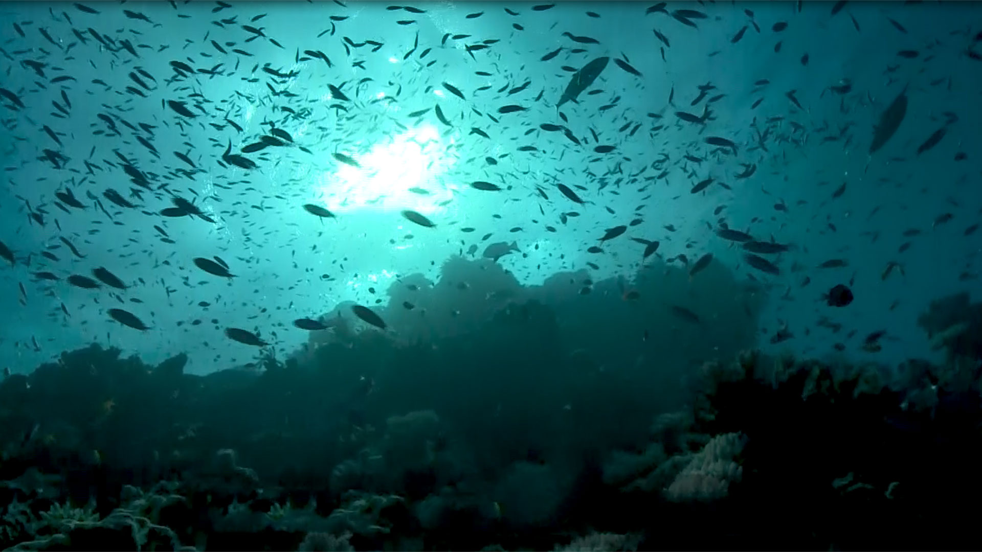 Great Barrier Reef, Australia