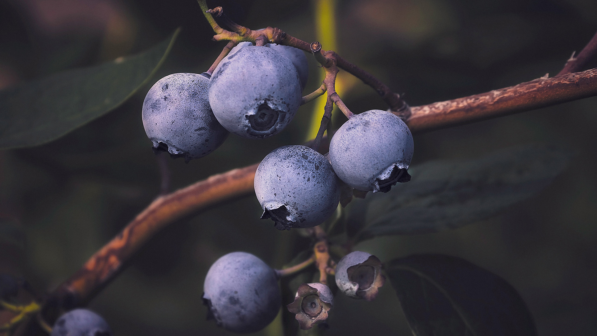 Award winning blueberries