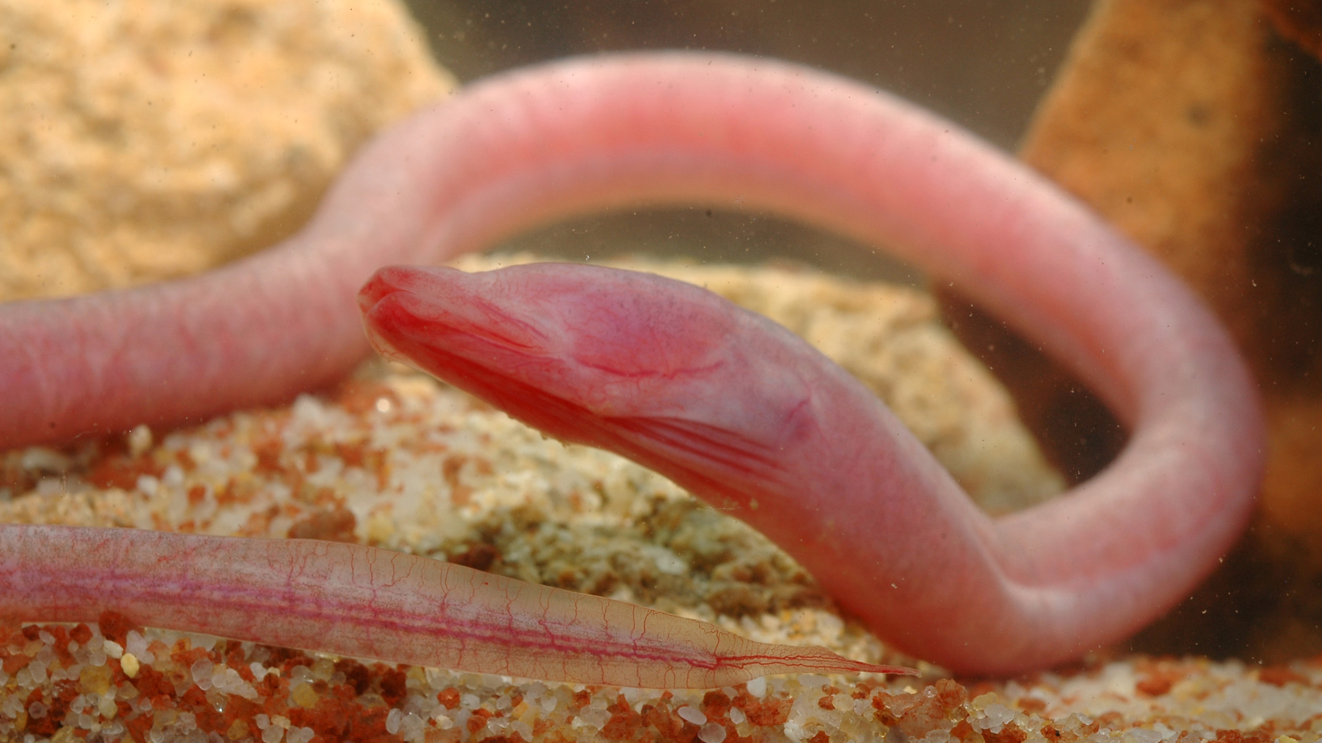 Blind Cave Eel, WA Museum
