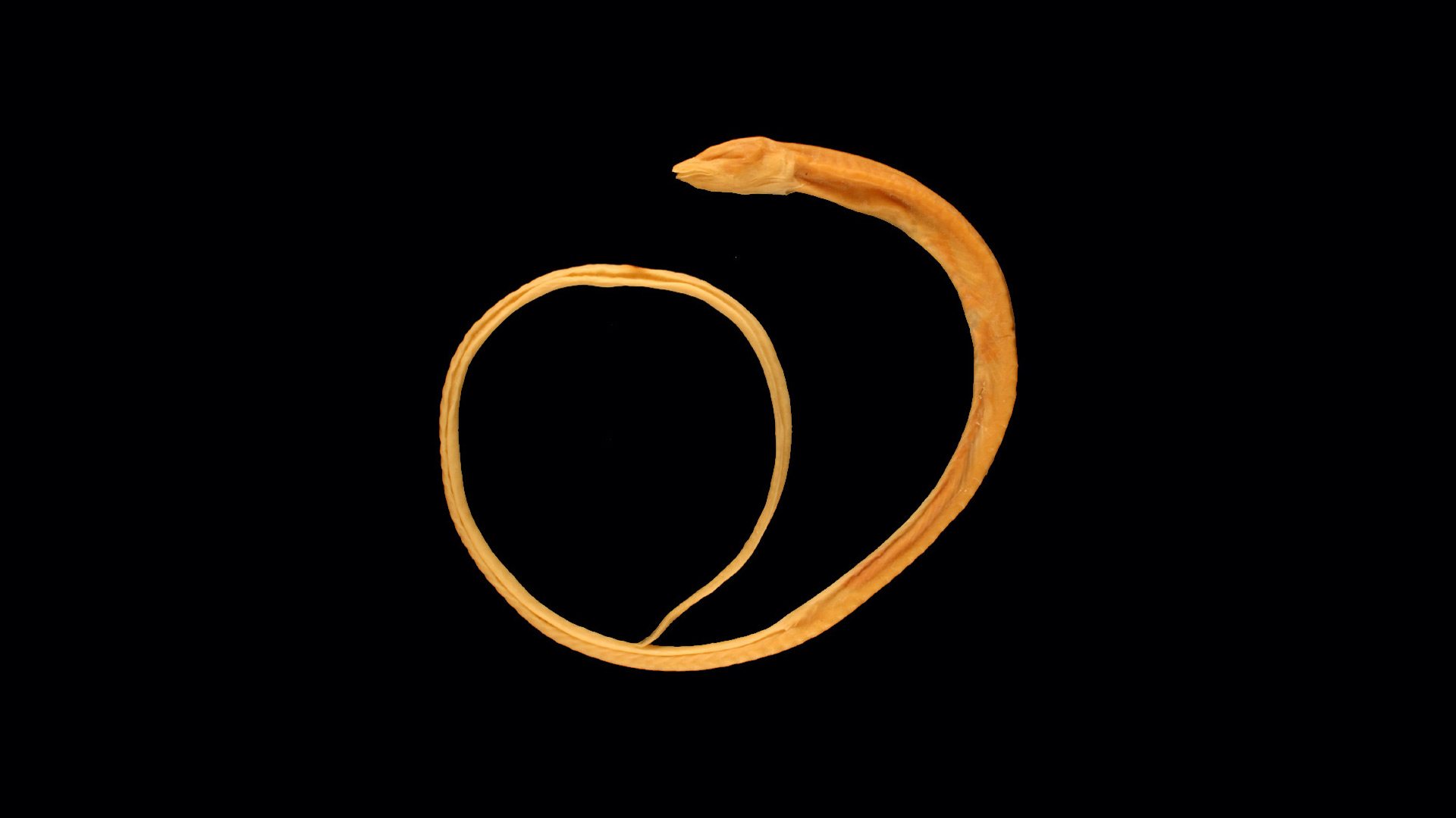 Holotype of the Blind Cave Eel