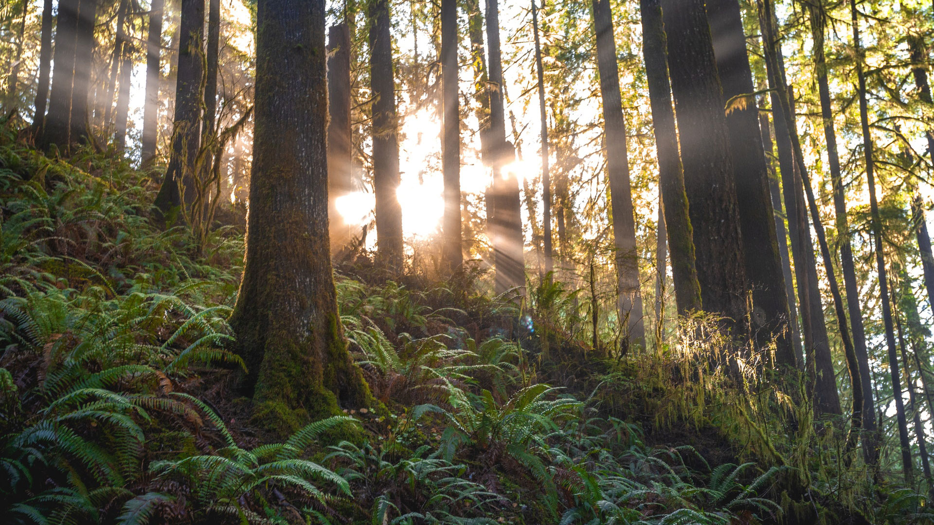 Ferns in a forest
