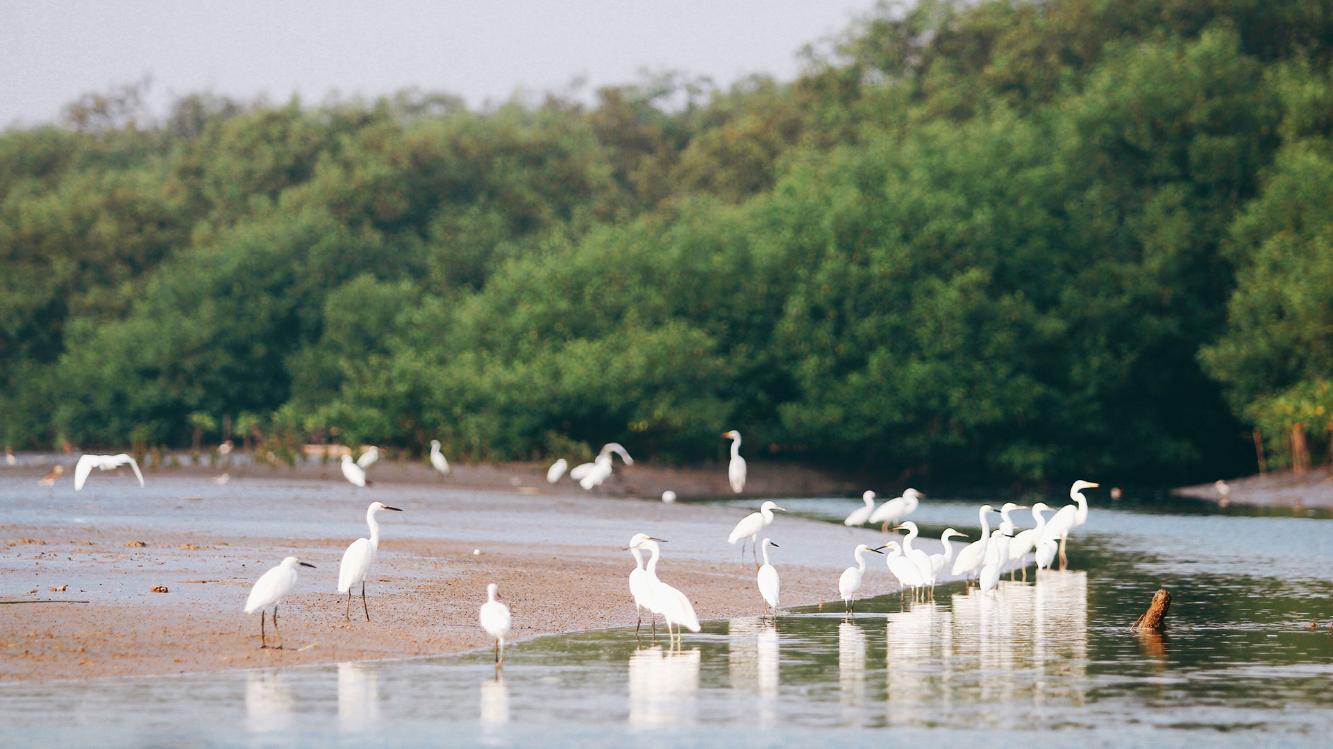 Birds on a sandbar