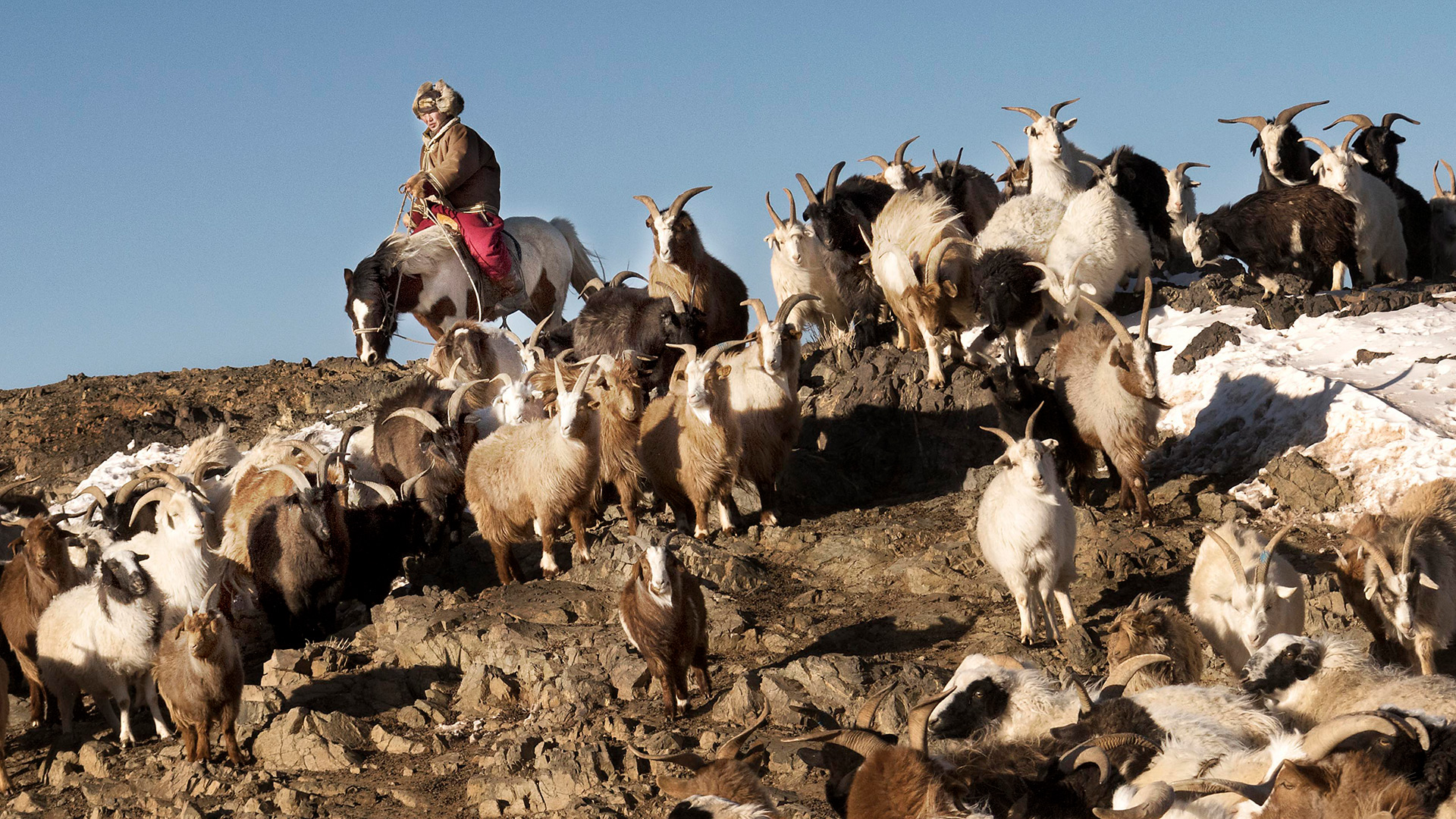 Herder, Mongolia