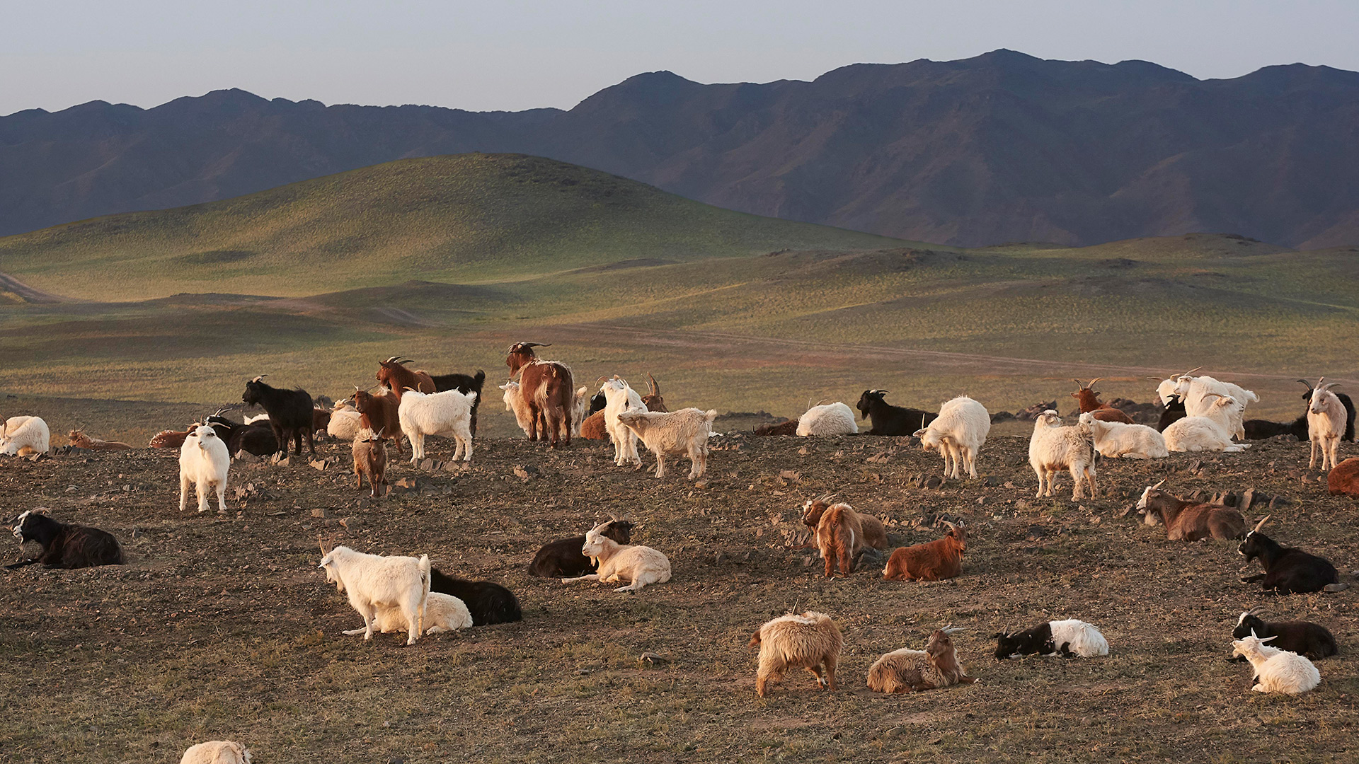 Goats, Mongolia