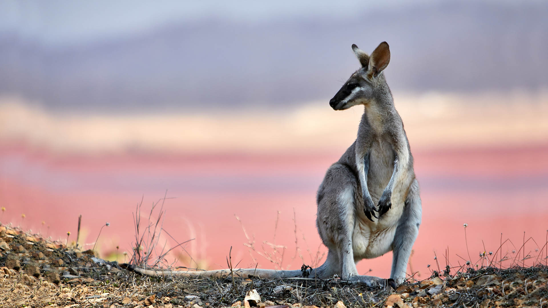 Australian wildlife