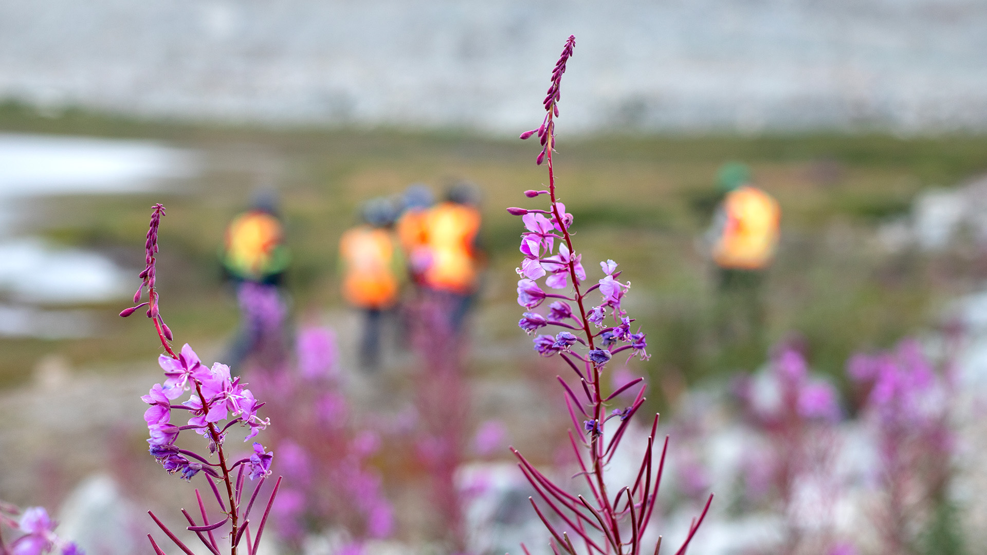 Diavik community