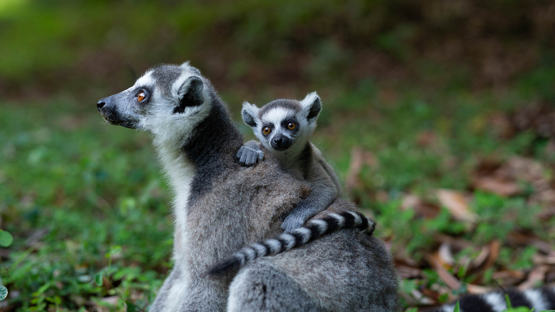 Wildlife, Madagascar operations