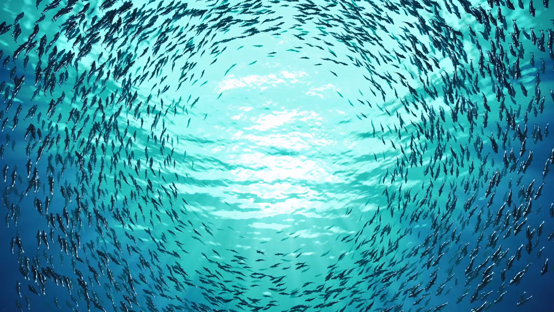Ocean ringed with fish