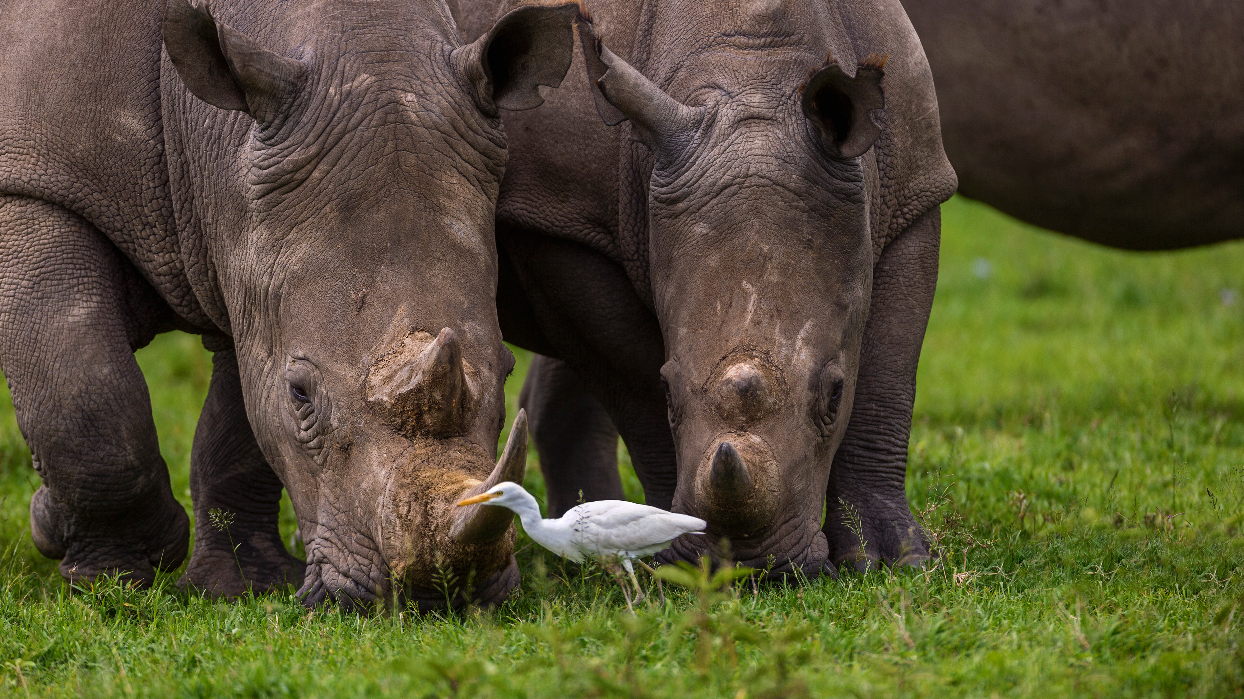 Two Sumatran rhinos