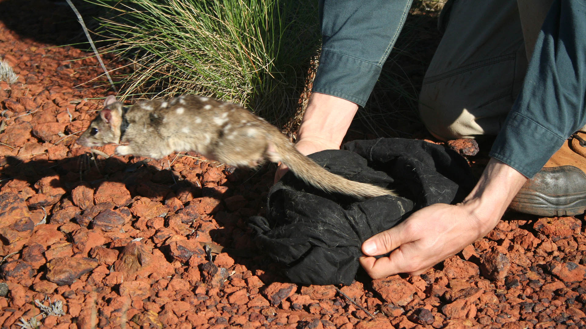 Northern Quoll, Western Australia