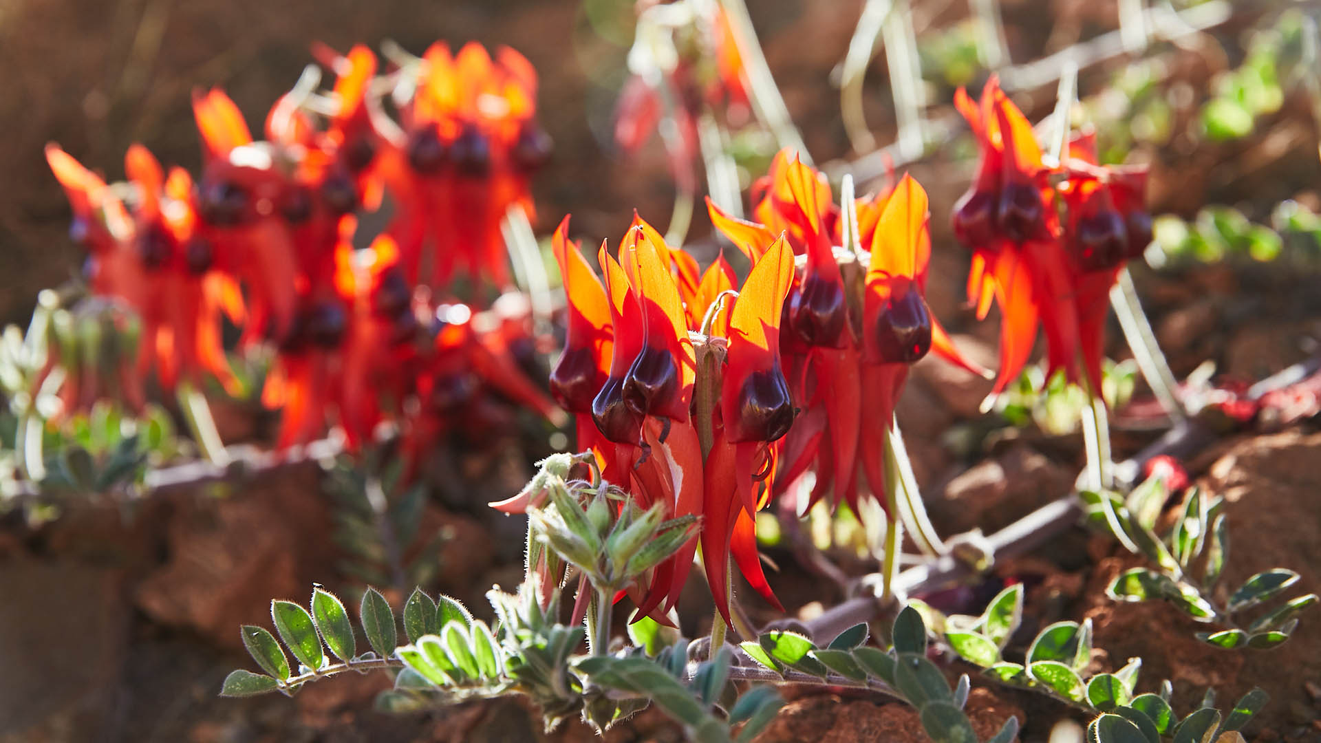 Sturt Desert Pea in the Pilbara