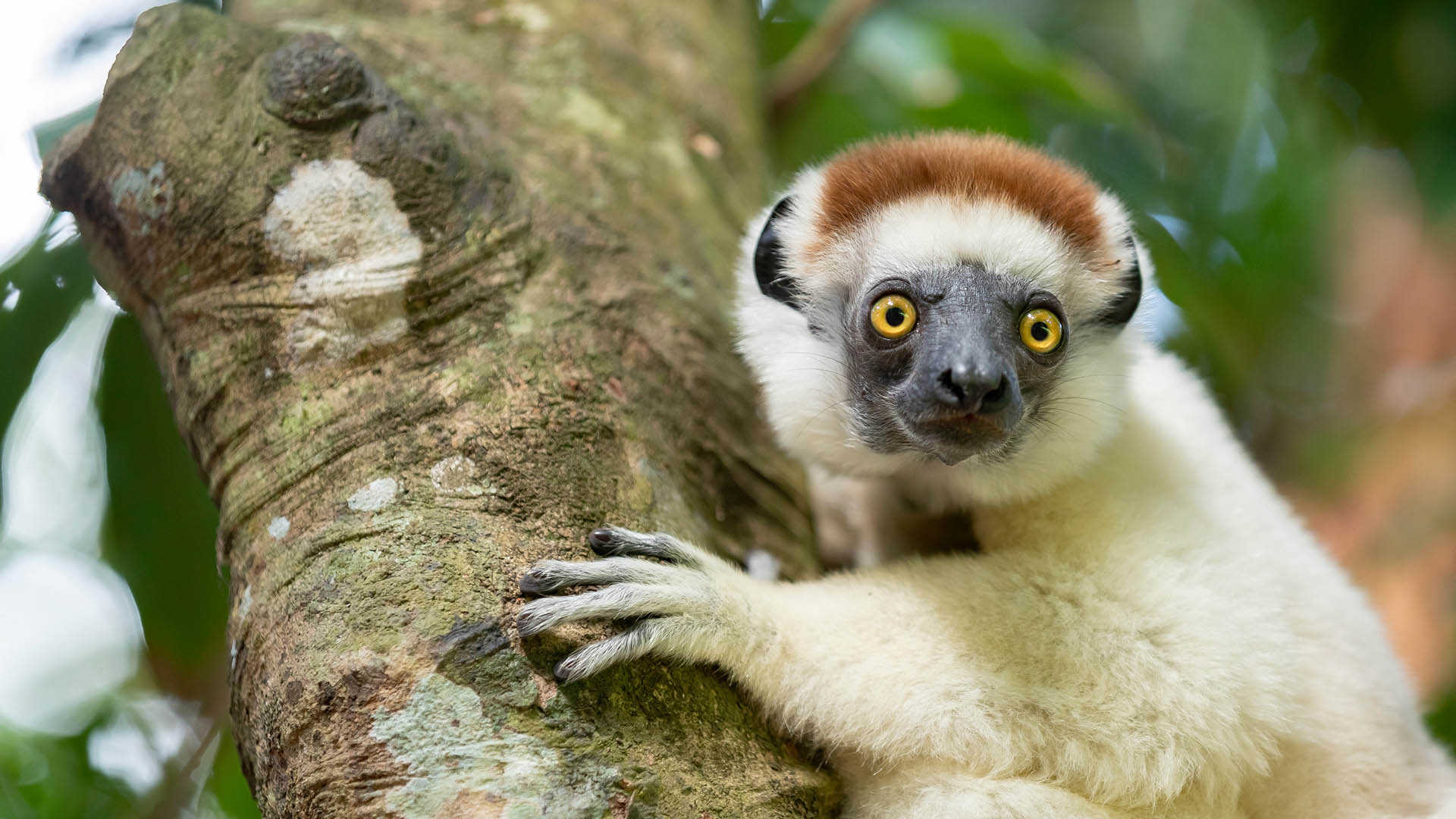 Wildlife in the forest near QMM