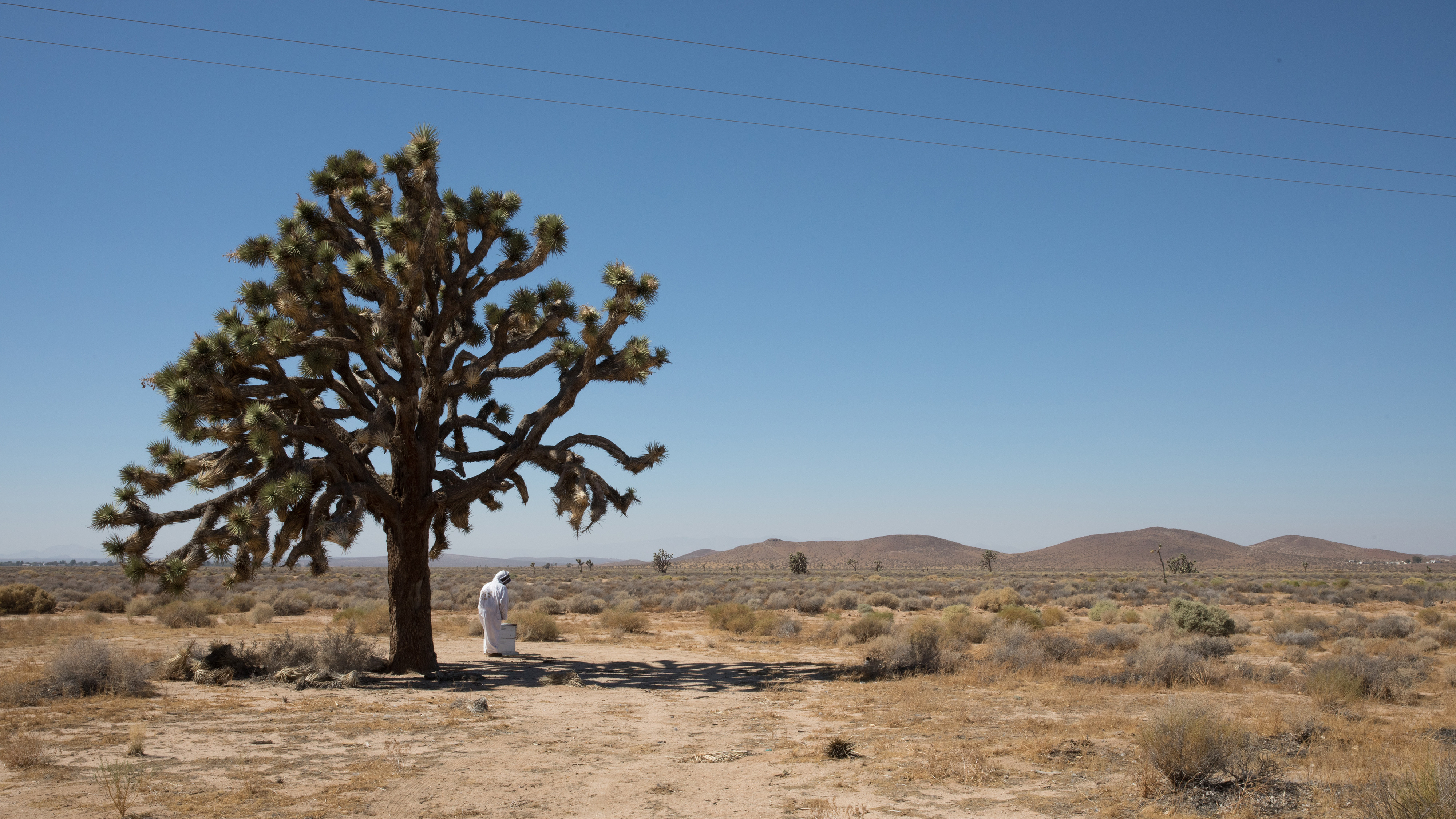 Tree in the Mojave Desert near Boron