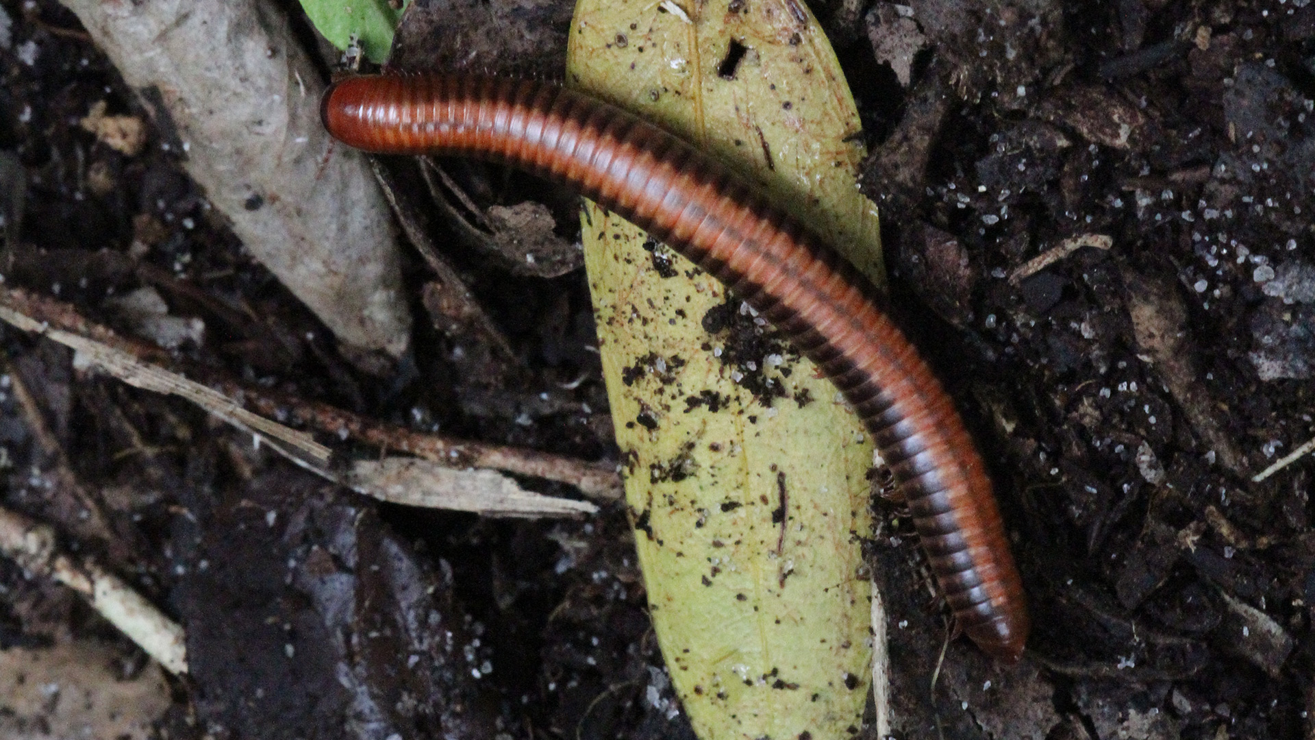 Millipede, QMM operations, Madagascar