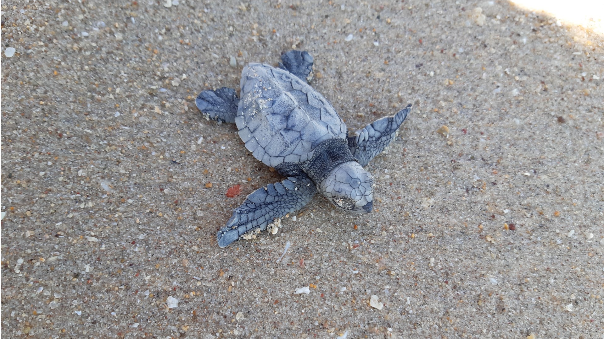 Green sea turtle hatchling, Weipa