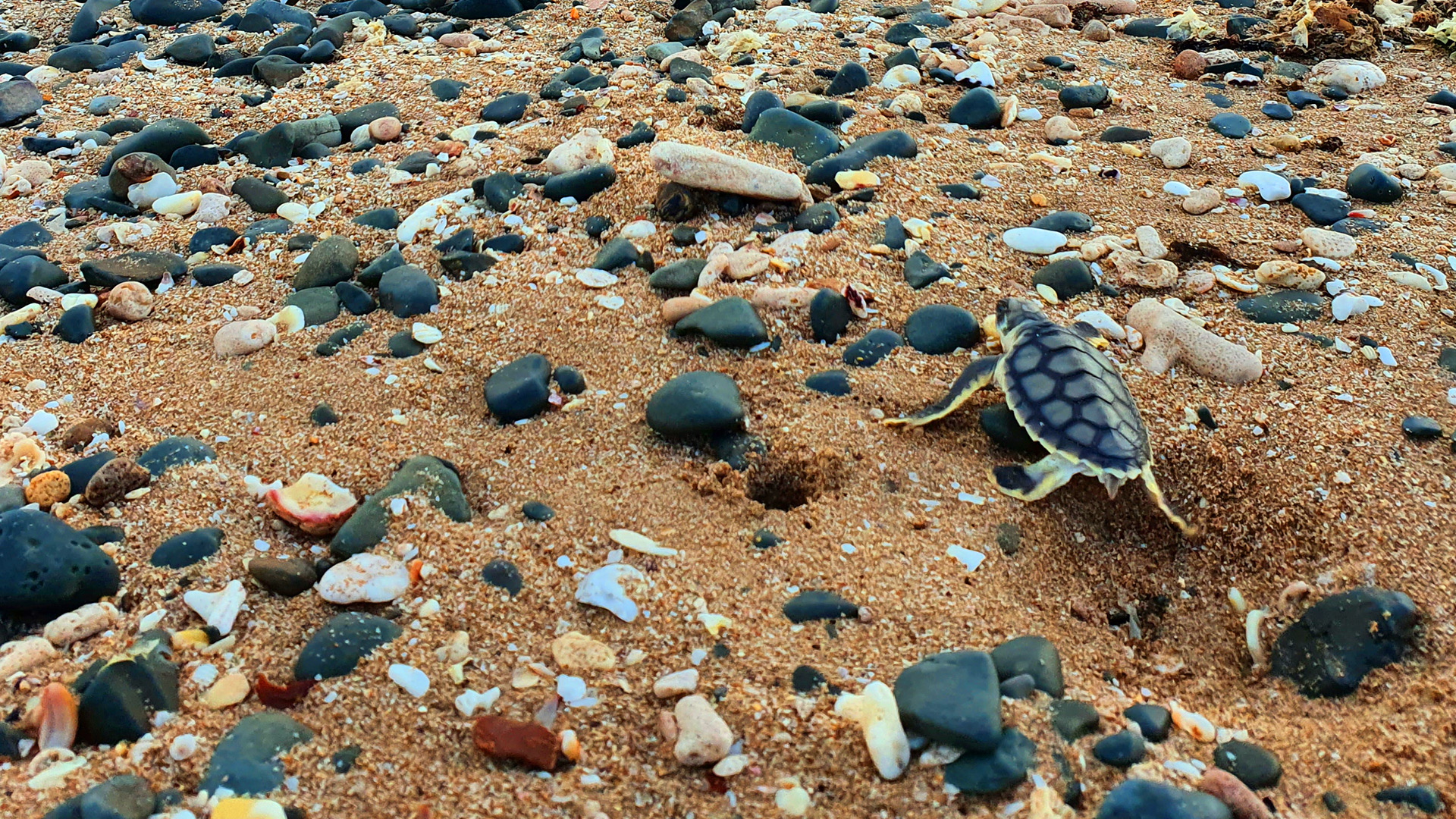 Photo of flatback turtle crawling on the sands in Cape Lambert port in Western Australia.