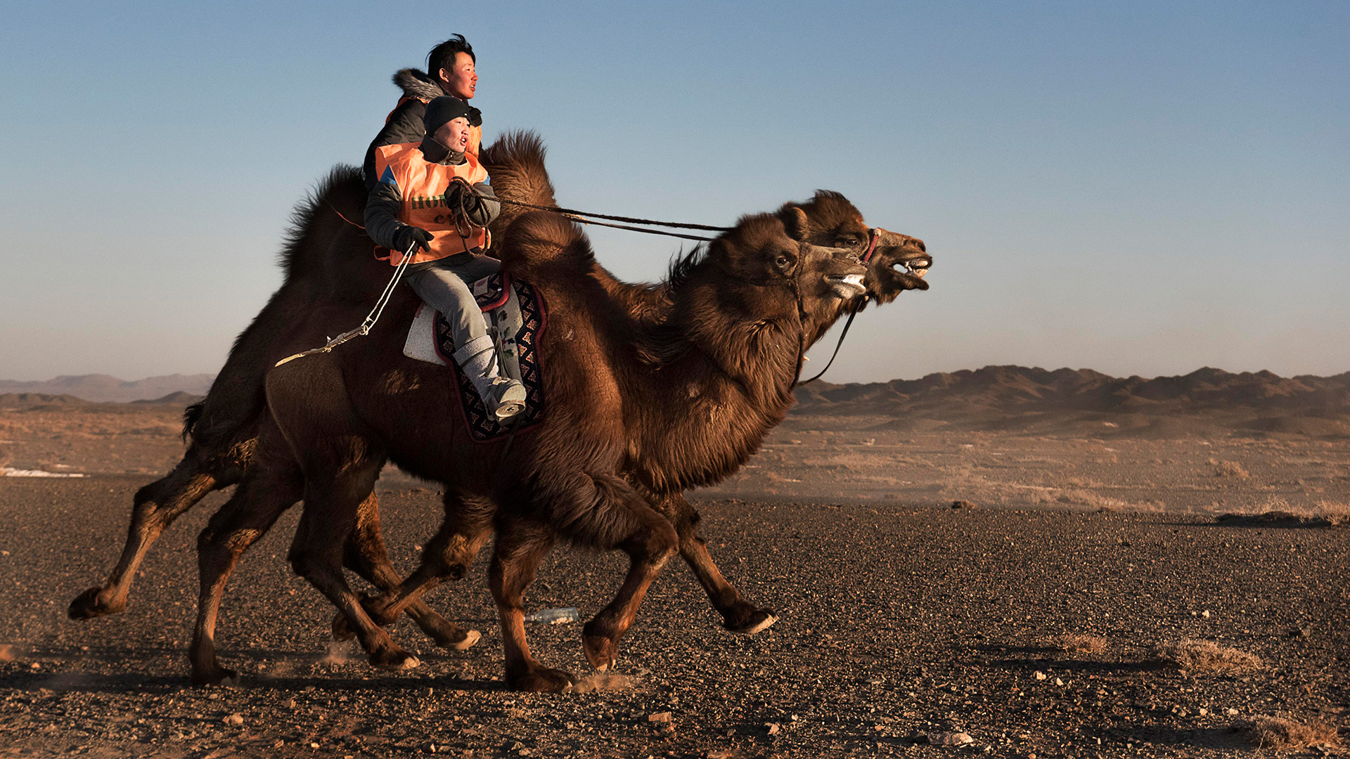 Camel-riding, Mongolia