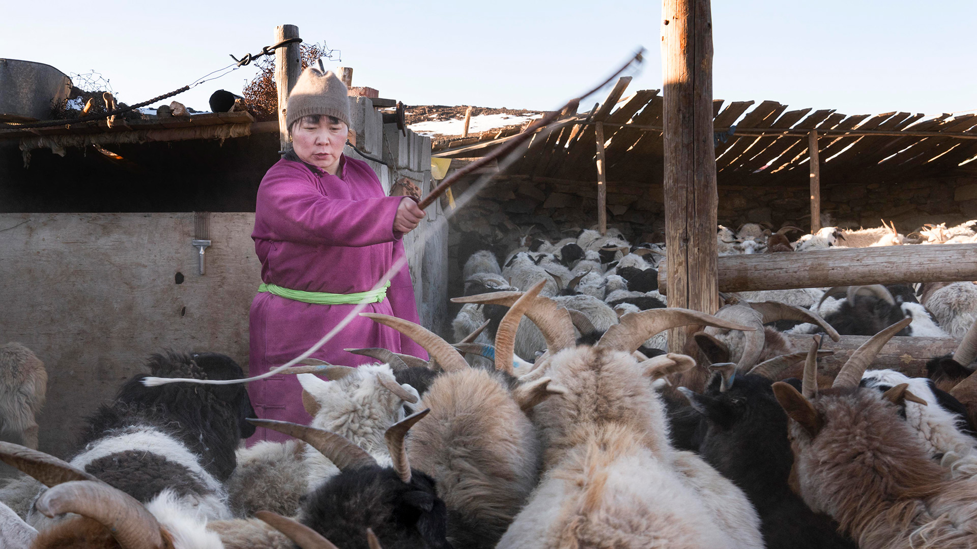 Goats and herder, Mongolia