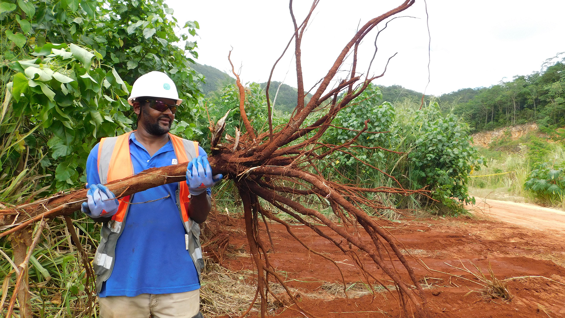 Mount Rosser rehabilitation, Jamaica