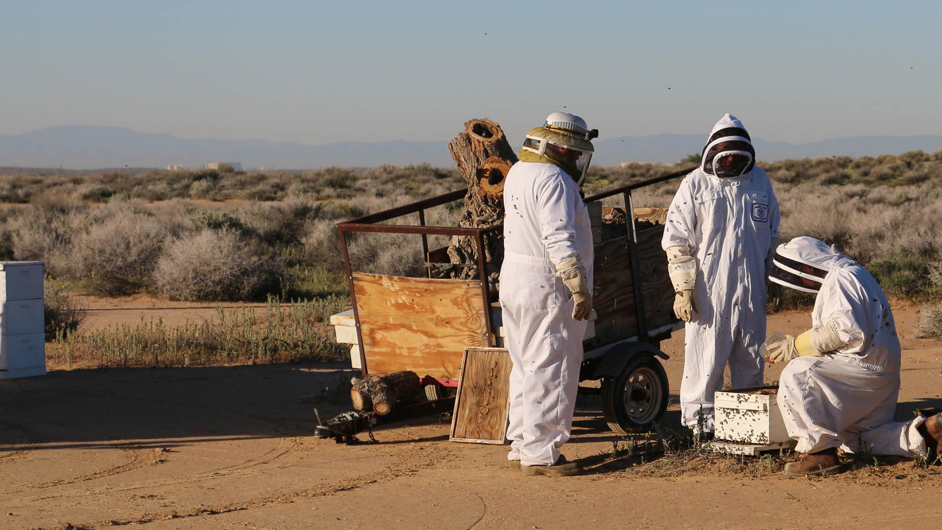 Beekeeping at Boron operations