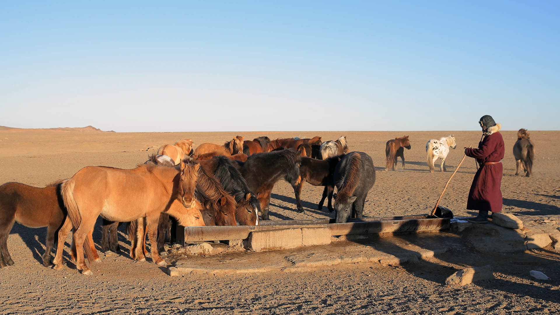 Herders rely on shallow groundwater springs and wells for their animals