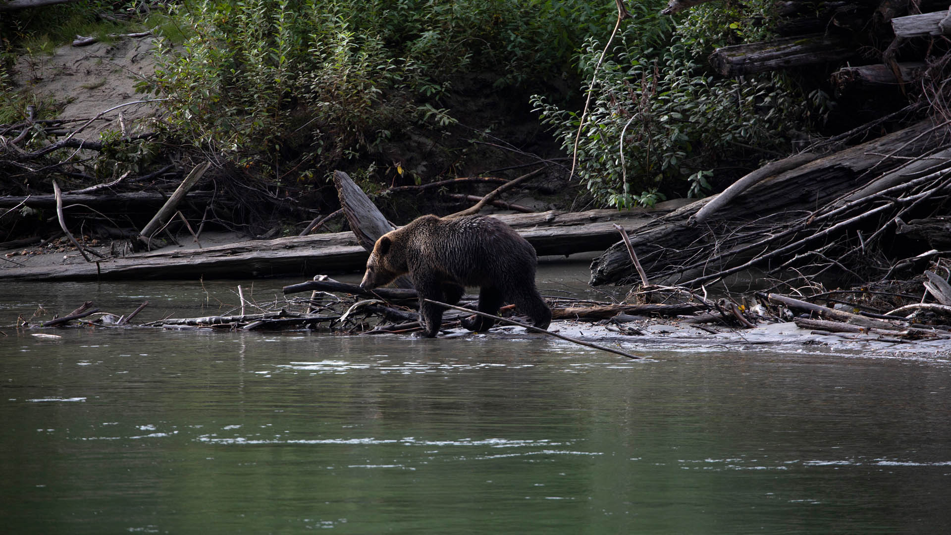 Wild bear, Canada